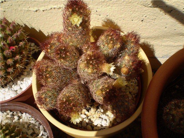 kaktus